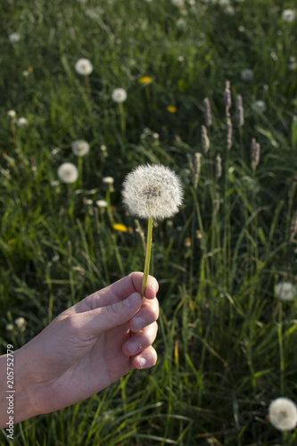 Fototapeta Naklejka Na Ścianę i Meble -  Hand holds a dandelion flower