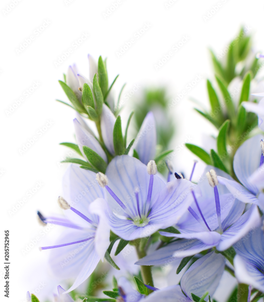 Beautiful blue flowers.