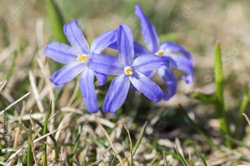 Scilla luciliae blue small springtime flowers in the grass  close up view bulbous flowering plant