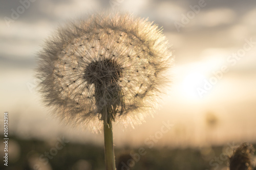 Fototapeta Naklejka Na Ścianę i Meble -  Dandelion field during sunset