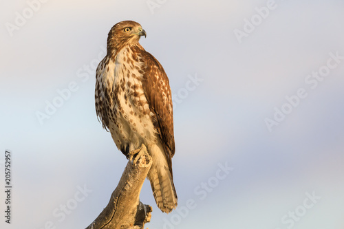 Canvas-taulu Red-tailed hawk
