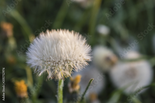 Fototapeta Naklejka Na Ścianę i Meble -  Dandelion field during sunset