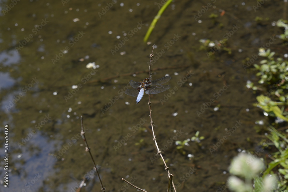 Großlibelle Plattbauch(Libellula depressa) auf Zweig Großlibelle Plattbauch(Libellula depressa) auf Zweig