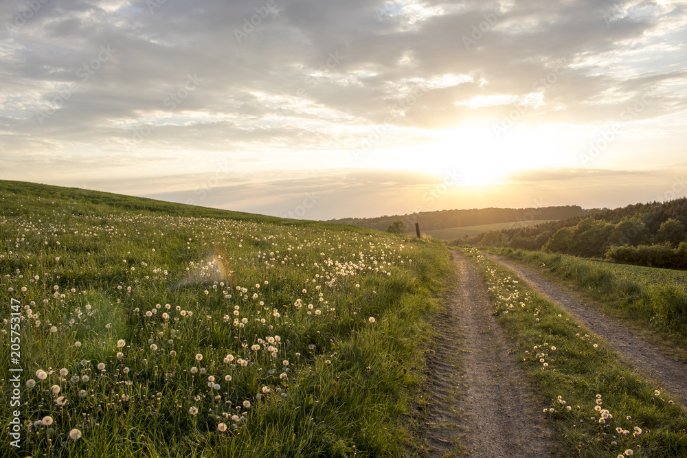 Fototapeta premium Sunset at dandelion field