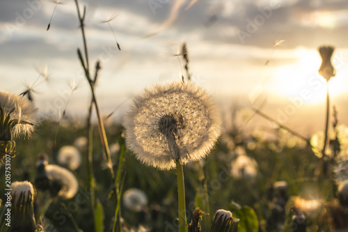 Fototapeta Naklejka Na Ścianę i Meble -  Dandelion field during sunset