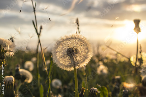 Dandelion field during sunset