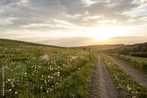 Fototapeta Naklejka Na Ścianę i Meble -  Sunset at dandelion field
