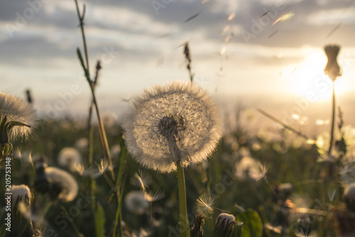 Dandelion field during sunset