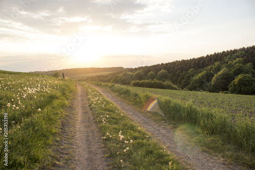 Fototapeta Naklejka Na Ścianę i Meble -  Sunset at dandelion field