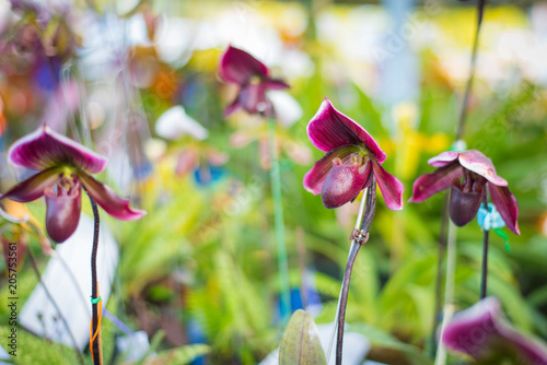 Lady's Slipper orchid flower ( Paphiopedilum ) purple colour in the garden photo