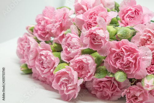 Fototapeta Naklejka Na Ścianę i Meble -  Pink carnations isolated on white background