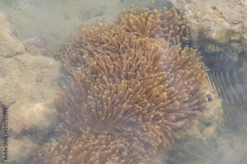 Wallpaper Mural Sea anemones are a group of marine,Sea anemones are classified in the phylum Cnidaria, class Anthozoa, subclass Hexacorallia for education. Torontodigital.ca