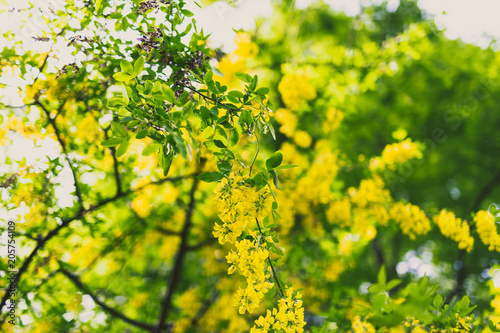 Beautiful yellow blooming tree Laburnum Voisii Golden Rain