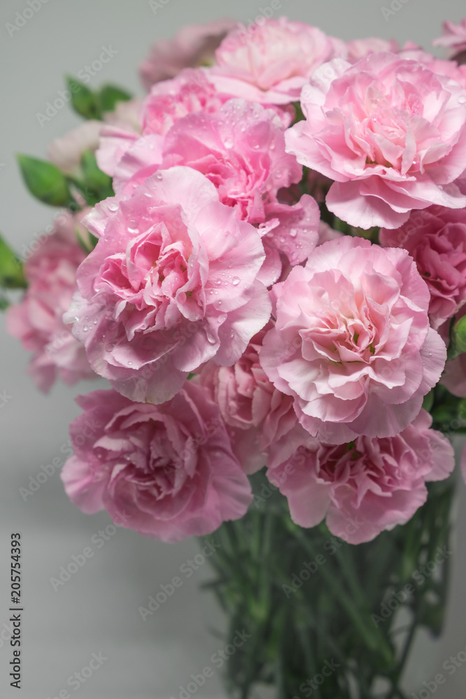 Pink carnations isolated on white background