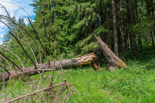 Cleaved, fallen pine tree in the forest after a heavy storm.