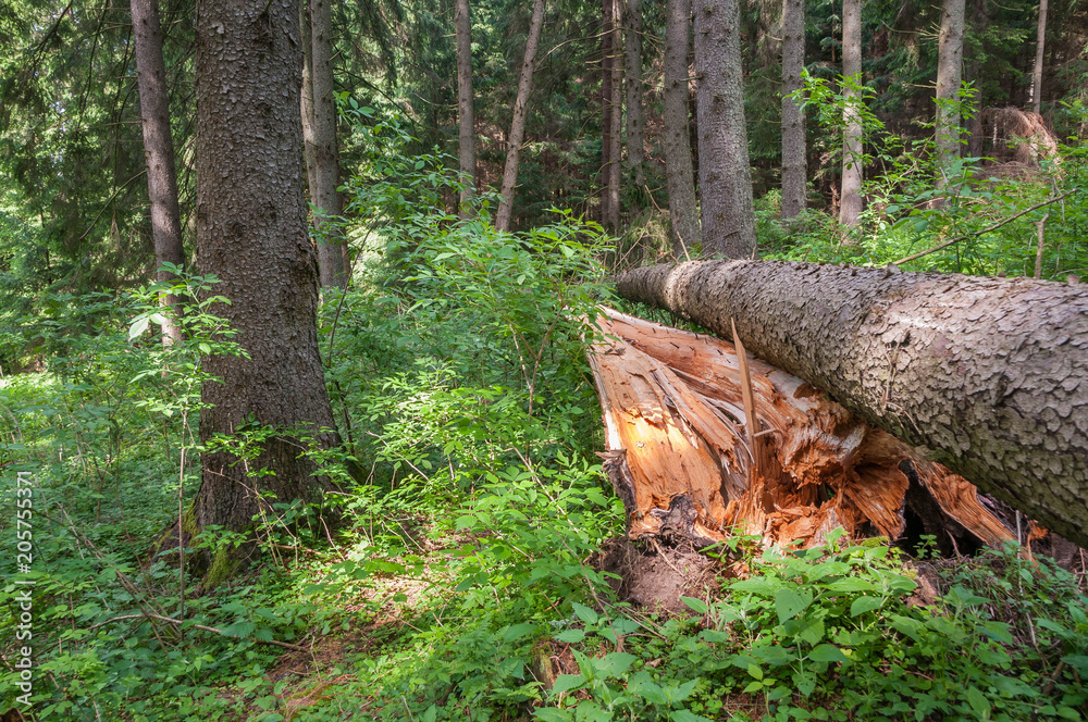 Cleaved, fallen pine tree in the forest after a heavy storm.