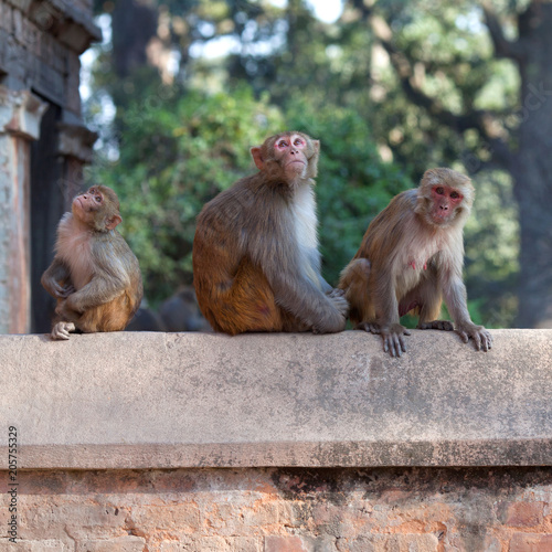 Group of monkeys at Pashupatinath temple in Kathmandu, Nepal © Zzvet