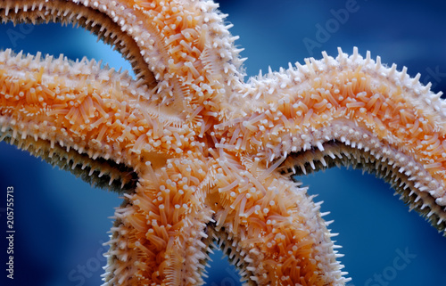 Common starfish underside