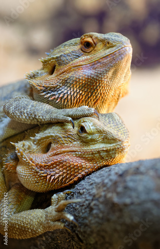 Couple of bearded dragons