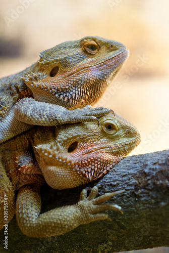 Couple of bearded dragons