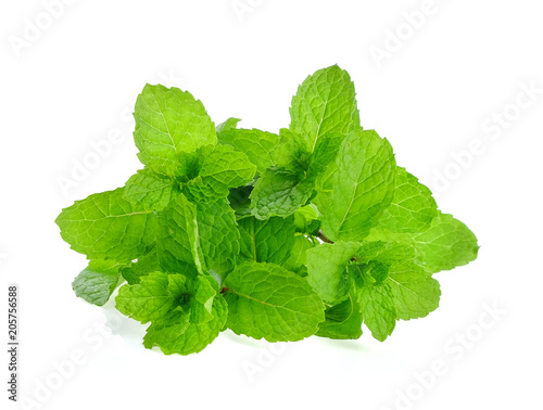 mint leaf on white background