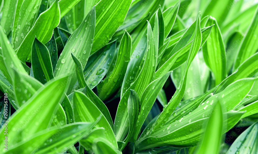 green leaves. Nature background green leaves. Nature background
