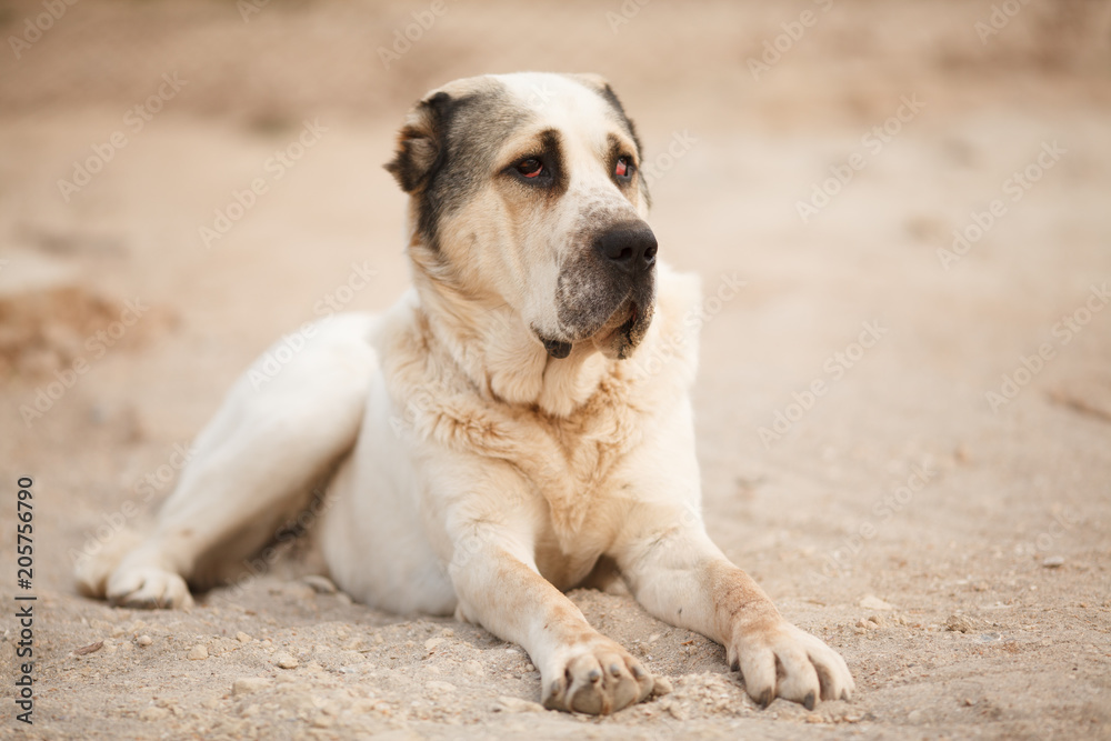 big dog breed Central Asian shepherd lies big dog breed Central Asian shepherd lies