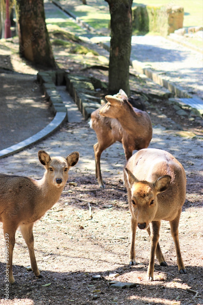 奈良公園のシカ