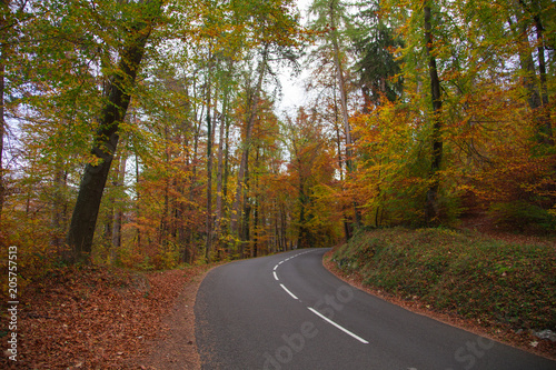 Forêt en automne © L.Bouvier
