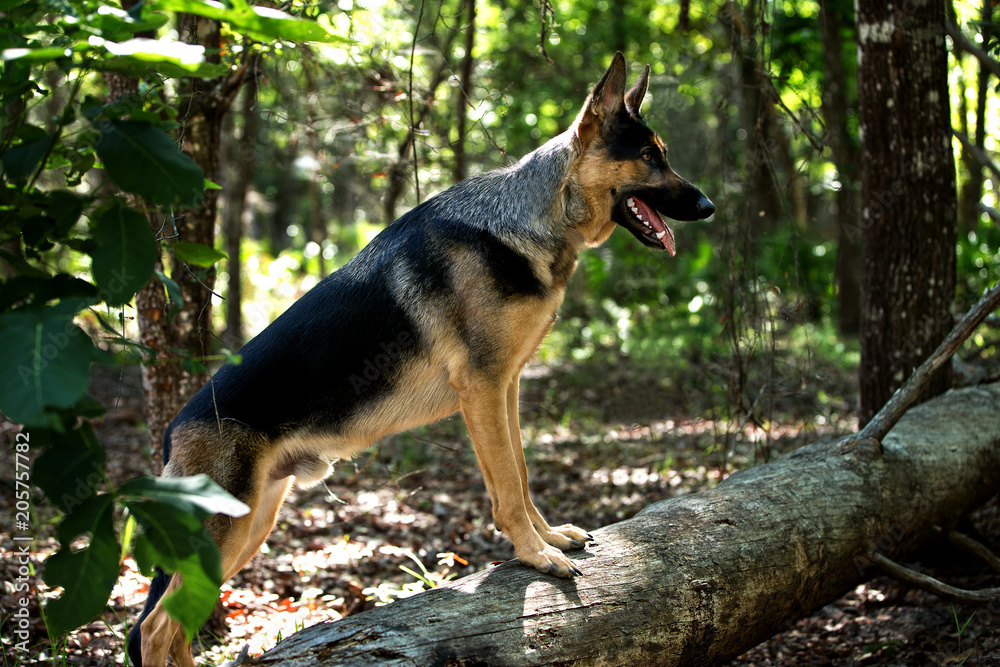 Proud GSD Proud GSD