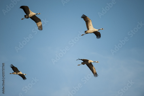 Flying cranes