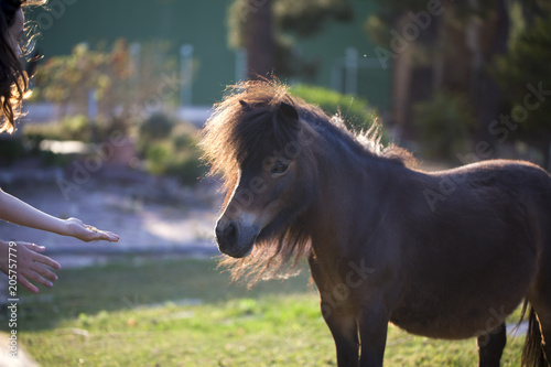Fototapeta Naklejka Na Ścianę i Meble -  Poni