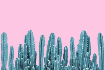 Gordijnen Cactus Groene cactus op roze achtergrond  © giftography