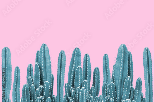 Vászonkép Green cactus on pink background