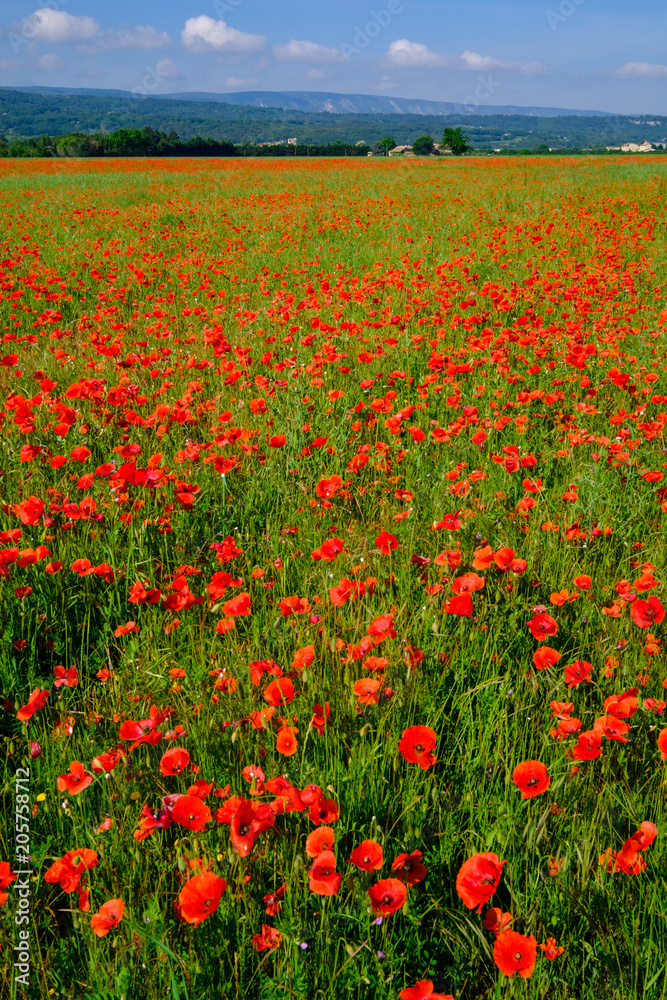 Champ de coquelicots en Provence. Massif du Luberon et Village de ...