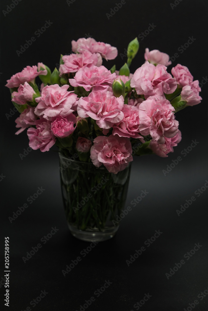 Pink carnations isolated on black background