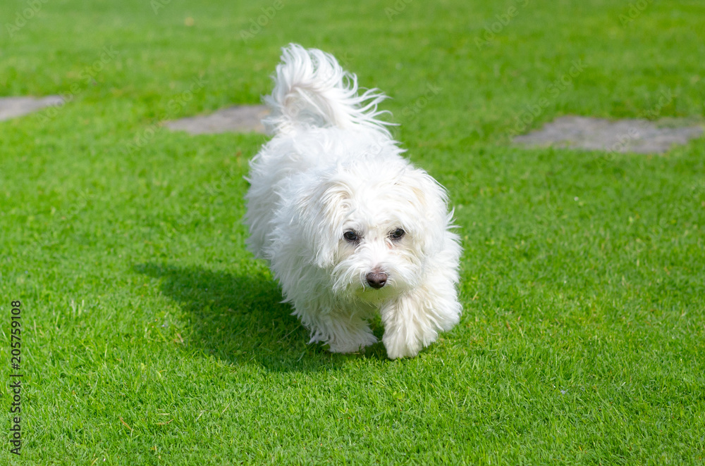 Cute, happy puppy running on summer green grass