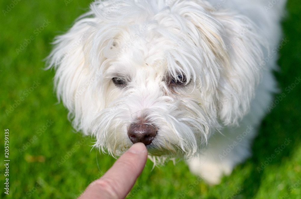 Adorable, curious puppy is sniffing the finger