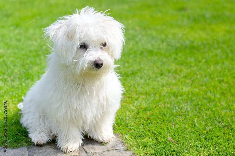 Adorable, curious puppy sitting on green grass Adorable, curious puppy sitting on green grass