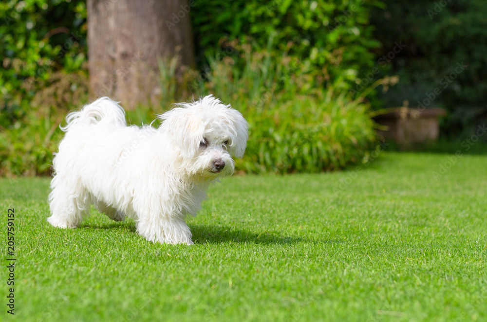 Adorable, curious puppy playing on green grass