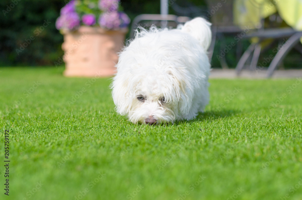 Adorable, curious puppy sniffing on green grass Adorable, curious puppy sniffing on green grass