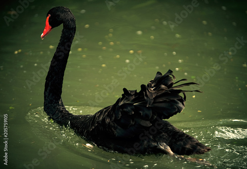 cigno nero