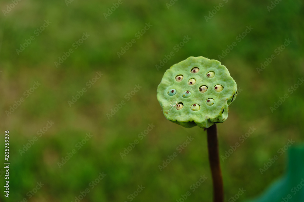 the lotus seed pods in the garden with green leave background and it blur too, the lotus seed pods in the garden with green leave background and it blur too,