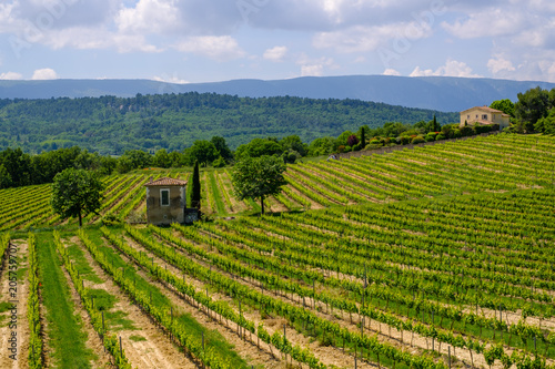 Obraz na płótnie Vue sur le massif du Luberon, et les vignobles au printemps en Provence, France. w salonie
