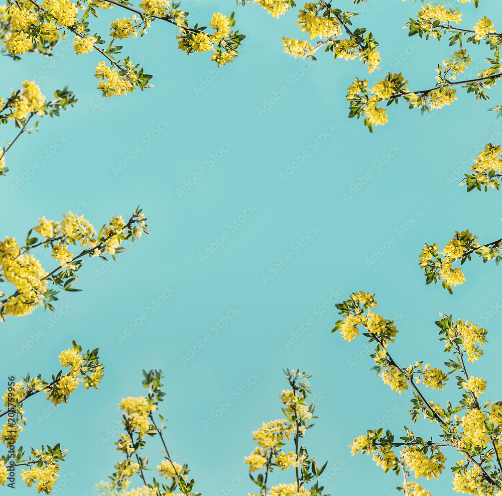 Yellow branch blossom layout frame at blue background Yellow branch blossom layout frame at blue background