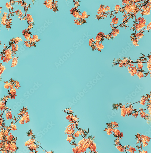 Orange blossom layout frame at  blue background