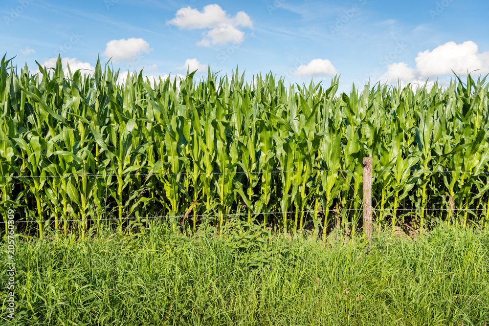 Fototapeta premium Maize plants growing behind a fence with barbed wire