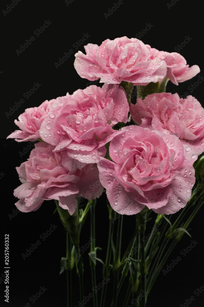 Pink carnations isolated on black background Pink carnations isolated on black background