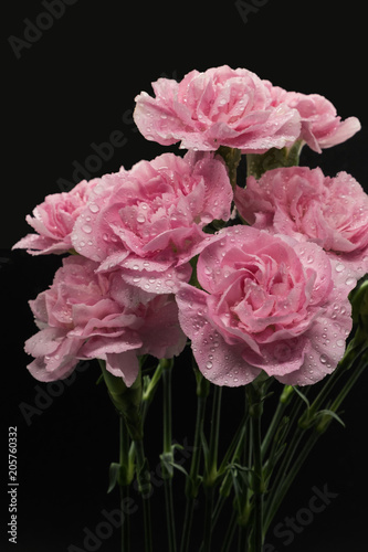 Wallpaper Mural Pink carnations isolated on black background Torontodigital.ca