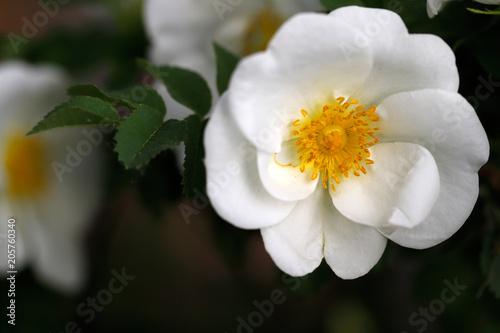 White Rosa rubiginosa (sweet brier eglantine rose)